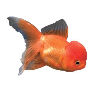 Oranda Goldfish   Goldfish   Fish