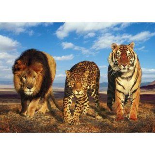 Raubkatzen   Wild   Natur Poster Foto Löwe Gepard Tiger   Grösse 91