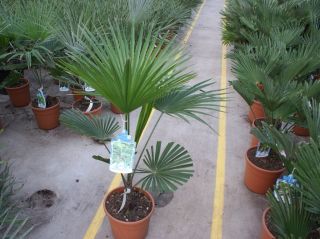 Trachycarpus Martianus 110 cm Hanfpalme Pflanze Palme