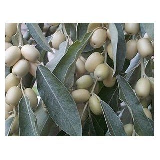 Russische Olive   Elaeagnus angustifolia   Samen Garten