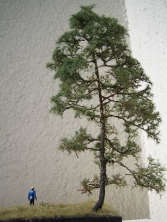 Modellbaum Kiefer, 18 cm hoch, Handarbeitsmodell, Diorama Baum