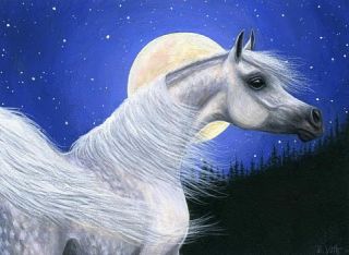Grey arabian horse moon limited edition aceo print art