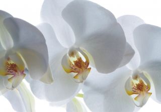 Tapete Blume große Orchidee weiß Floral Foto 360 cm x 270 cm