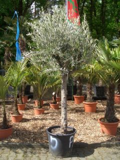 Olivenbaum / Olea europaea 250 280 cm hoch  Palmengarten Herden