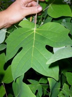 Liriodendron tul. Fastigiatum, Säulen Tulpenbaum, 170cm