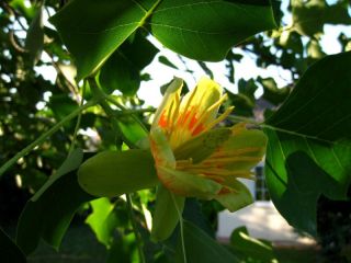 Liriodendron tul. Fastigiatum, Säulen Tulpenbaum, 170cm