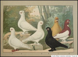 1911 Tauben Fancy Tumbler Pigeon Altstämmer Reinaugen Tümmler Taube