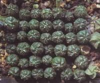 Astrophytum Hybrids   Cactus   Seeds