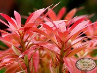 Pieris Forest Flame ~Schattenglöckchen   reicher Blütenzauber