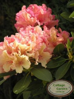 Rhododendron Brasilia ~großblumige Hybride