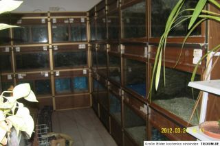 Aquarienanlage,33 Becken,Überlauffiltersystem,Zuchtanlage,