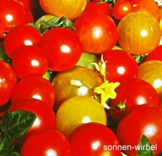 Cherry Tomaten Mischung F1 Hybride   rot, gelb, orange   Samen