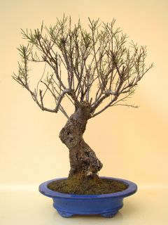 Bonsai Tamariske tamarix, ca. 18 Jahre, ca. 65 cm