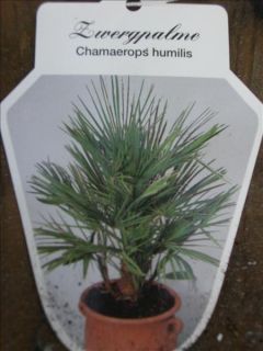 Chamaerops Humilis, Zwergpalme 120cm winterhart Palme