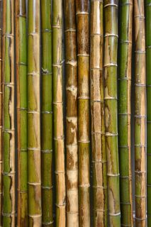 Bambusrohr 9 10 cm 2m Moso Natur Bambusrohre Bambusstange