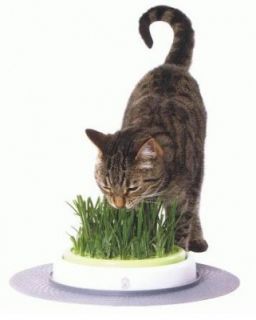 Der Catit Design Senses Gras Garten Set bringt die Ernährungsvorteile