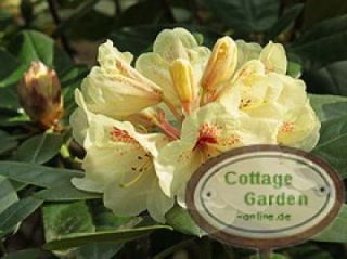 Rhododendron Goldbukett ~schöner Rhododendronzauber