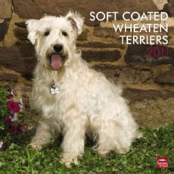 Soft Coated Wheaten Terriers 2011 Calendar (Calendar)