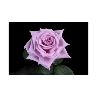 100 Stems 19.7 inch (50 cm) Lavender Roses