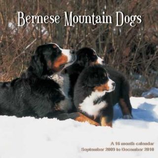 Bernese Mountain Dogs 2010 Calendar