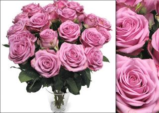 Bouquet of 75 Lavender Roses (18 inch Stem Length)