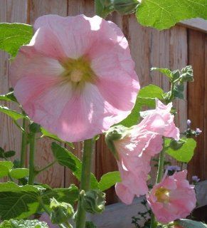 No. 111 Cottage Garden Pink 50 Hollyhock Flower Seeds Plus