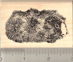 Abyssinian Guinea Pig Rubber Stamp   Wood Mounted Arts