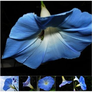 Miette Michie Morning Glory Nature Photograph Note Cards (Pack of 6