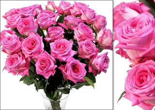 150 Hot Pink Wholesale Roses (18 in. stem length)