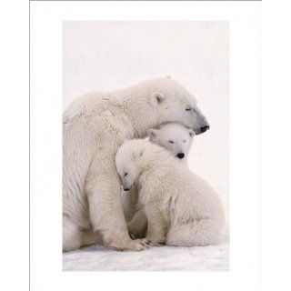 Eisbären   Kuschelbären Familie Poster Kunstdruck (50 x 40cm